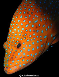 Coral Grouper Portrait.
 by Adolfo Maciocco 